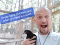 Jersey Giant Chickens and why you need them