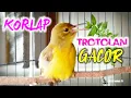 Download Lagu Suara Pancingan Korlap Ijoan Gacor Dijamin Semua Burung Kolibri Manggar Bahan Nyaut GACOR