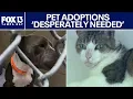 Pet adoptions desperately needed in Hillsborough County