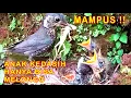 Download Lagu MAMPUS !! Anak Kedasih Gak Di Kasih Makan Sama Sekali
