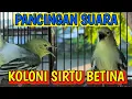 Download Lagu Suara Sirtu betina bertarung di koloni❗sirtu jantan langsung naik birahi dan emosi jadi gacorrr