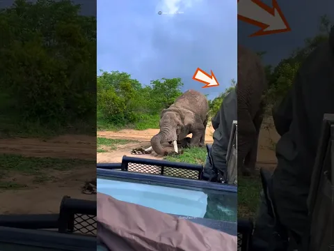 went closer to the elephant and then 😱