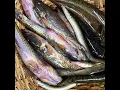 Download Lagu Bain#Dssi#Bali#Fish