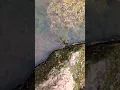 UK wolf spider running on water