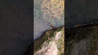 UK wolf spider running on water