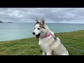 Download Lagu A Morning with Emma the Husky