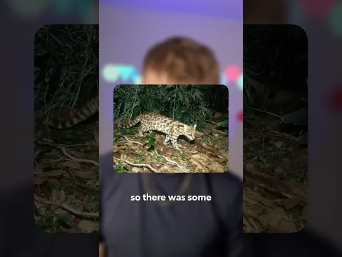 New Cat Species Just Dropped