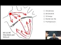 Lagu Uitleg bloed 》 sinusknoop, AV, knoop, Purkinjevezels, ECG