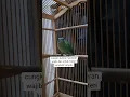 CUNGKO BETINA GACOR #burung #burunggacor #cungkokgacor #cungkokbetina #masteranburung