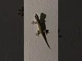 Download Lagu lizard sound