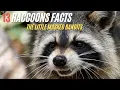 Download Lagu 13 Facts about Raccoons !! The Little Masked Bandits