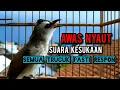 Download Lagu trucukan gacor tarung sambung ropel ini ampuh buat pancingan trucukan agar bunyi