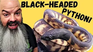 All About Black-Headed Pythons guess what new snake I got