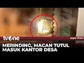 Download Lagu Macan Tutul Masuk kantor Desa, Buat Pegawai dan Warga Panik | Kabar Utama tvOne
