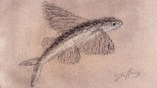 Drawing Sketch of a Flying Fish | Biro Pen & Pastels