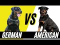 German Rottweiler vs American Rottweiler - Compare and Contrast the Rottweiler