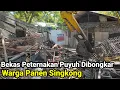 Lagu Bekas Peternakan Burung Puyuh Di Bongkar Warga Panen Singkong