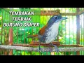 Download Lagu Tembakan terbaik burung sniper gacor untuk masteran burung murai dan burung juara