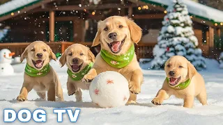 12 Hours Of Dog Music Dog Calming Music Piano Music To Ease Separation Anxiety In Dogs Dog Tv 