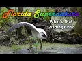 What s That Wading Bird
