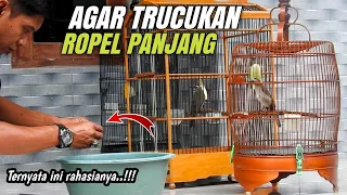 Download Inilah Rahasia TRUCUKAN Ropel panjang‼️ MP3