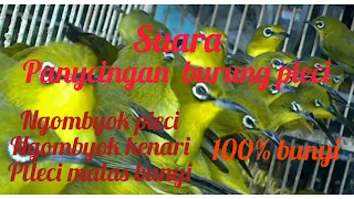 Download suara burung pleci rombongan,,,,,, burung bahan 100% ngeriwik🥰🥰🤩 MP3