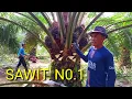 Ini sawit paling populer di dunia buah super banyak sawit super unggul panen sawit paling mudah
