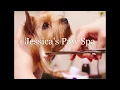 Jessica s Paw Spa - Introduction