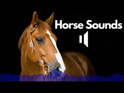 Download MP3 Horse Sound Effects (Neigh / Galloping / Snort / Eating) | No Copyright