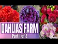 Download Lagu Swan Island Dahlia Festival september 2025