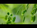 Download Lagu Nhạc Piano hoà tấu nhẹ nhàng thư giãn dùng trong spa