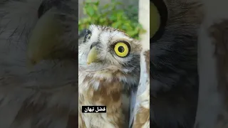 البومة اجمل طائر في العالم 