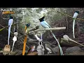 Download Lagu MIKAT BURUNG SARIWANG ASIA ATAU BURUNG TALI POCONG YANG SUDAH BERMUTASI !!!