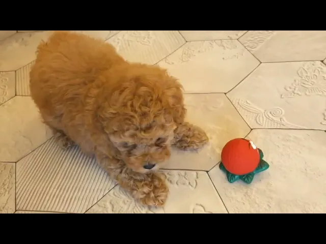 動画