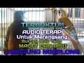 Download Lagu Terapi Anis cendana Pancing bunyi