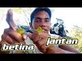 Download Lagu 4 CARA UNTUK MEMBEDAKAN JANTAN DAN BETINA BURUNG SIRPU