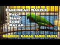 Download Lagu Pancingan Serindit pagi, sore, siang, malam, serindit manapun pasti gacor.