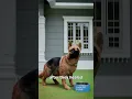Download Lagu Why You Shouldn't Debark Your Dog 😰