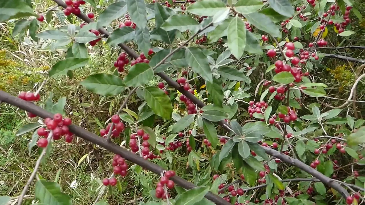 Autumn Olive Berry Identification