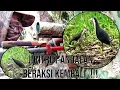 Download Lagu berburu ruak ruak menggunakan pikat andalan