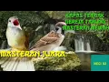 Download Lagu Gereja Tarung Vs Kapas Tembak Masteran Burung juara!!