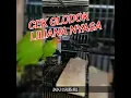 Download Lagu CEK GLODOK LOVEBIRD LILIANA NYASA || AGAPORNIS LILIANAE