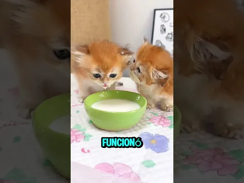 Estos gatitos terminaron cubiertos de leche 🐱🥛 #youtubeshorts
