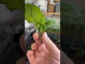 Download Lagu How to take Dahlia Cuttings ✂️🌱 #cutflowers #flowerfarmer #dahlias