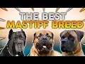 The BEST MASTIFF Dog Breed For First Time Owners
