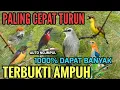 Lagu AUTO NGUMPUL❗SUARA BURCIL RIBUT PIKAT 2025 #Terbukti AMPUH 