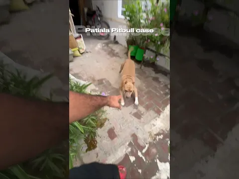 Patiala pitbull dog ne ye kya kr dia 🤯😵‍💫 #amanandbully #pitbulldog