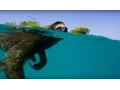 Swimming Sloth Searches For Mate Planet Earth II BBC Earth