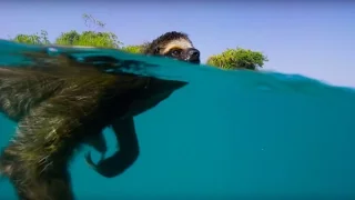 Swimming Sloth Searches For Mate Planet Earth II BBC Earth