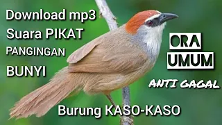 Download download suara pikat dan pancingan bunyi burung KASO-KASO ora umum anti gagal MP3